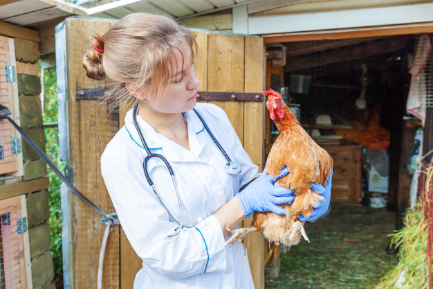 Veterinaria che visita un pollo