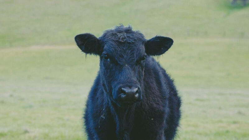 Modulo 2 - Corso Online Macelleria Tagli e Cotture Bovino - Razze bovine